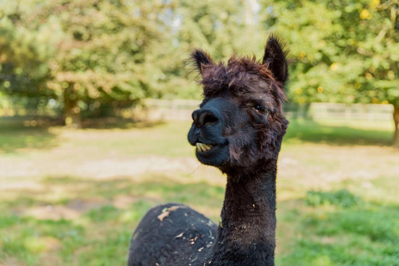 Horsley Hale Farm Glamping Hotel Ely Buitenkant foto