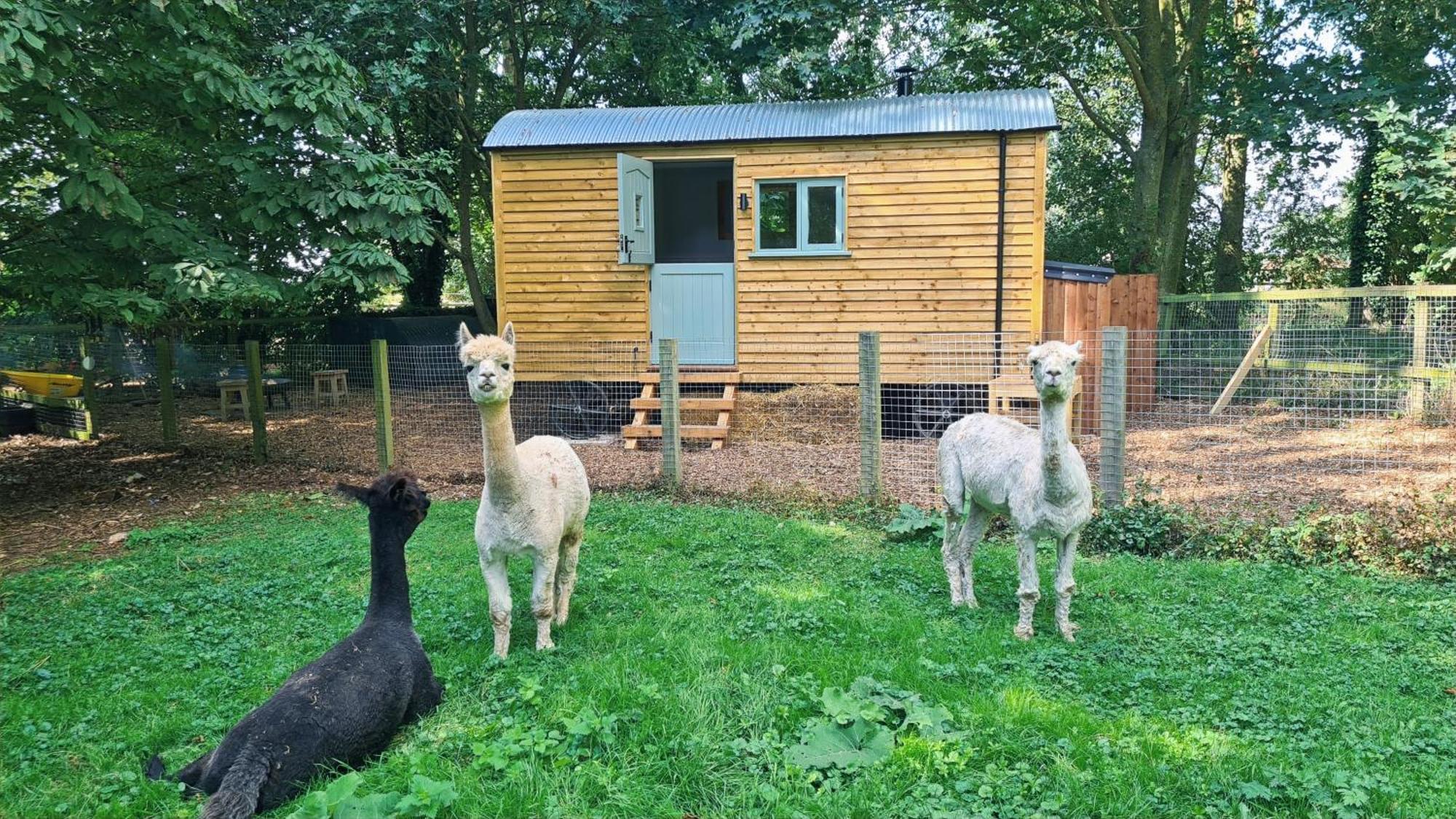 Horsley Hale Farm Glamping Hotel Ely Buitenkant foto